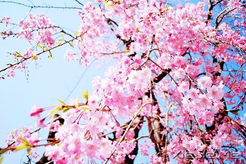 ���������ģ������ǻ� (1)