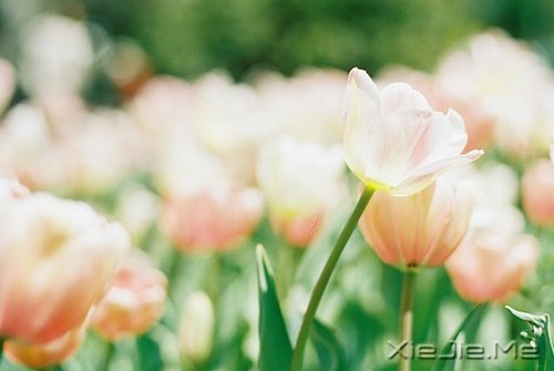 ֪����ѡ����Ů����ʱ��ʲô���ĸо���